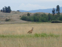 GDMBR: A mating pair of Sandhill Cranes!